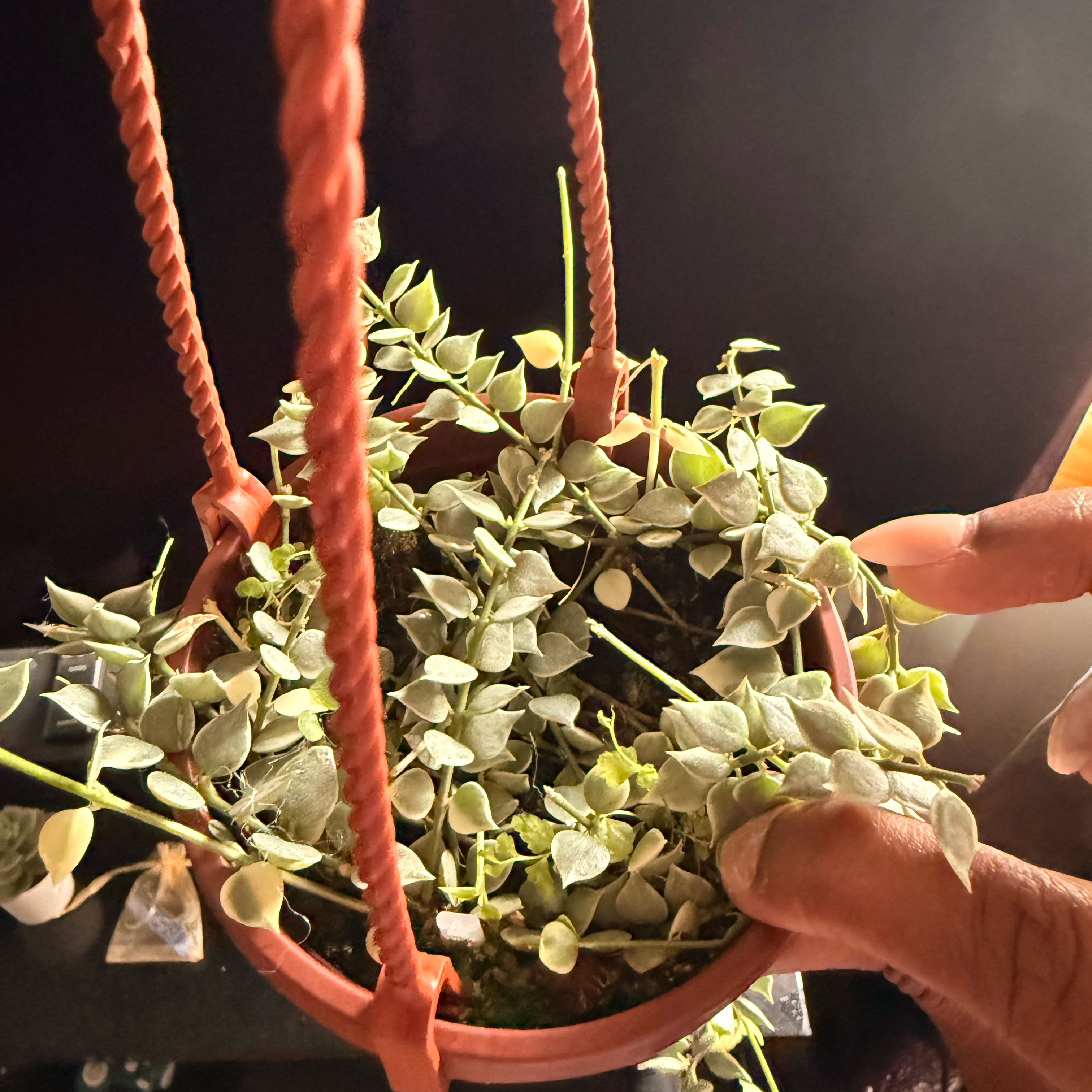 Photo of the plant species Million hearts by @GodlyGreenbeans named ChloroPhil on Greg, the plant care app