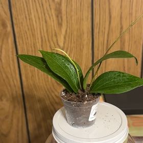 Photo of the plant species Hoya pottsii 'Khao Yai' by @GodlyGreenbeans named Fernie Saunders on Greg, the plant care app