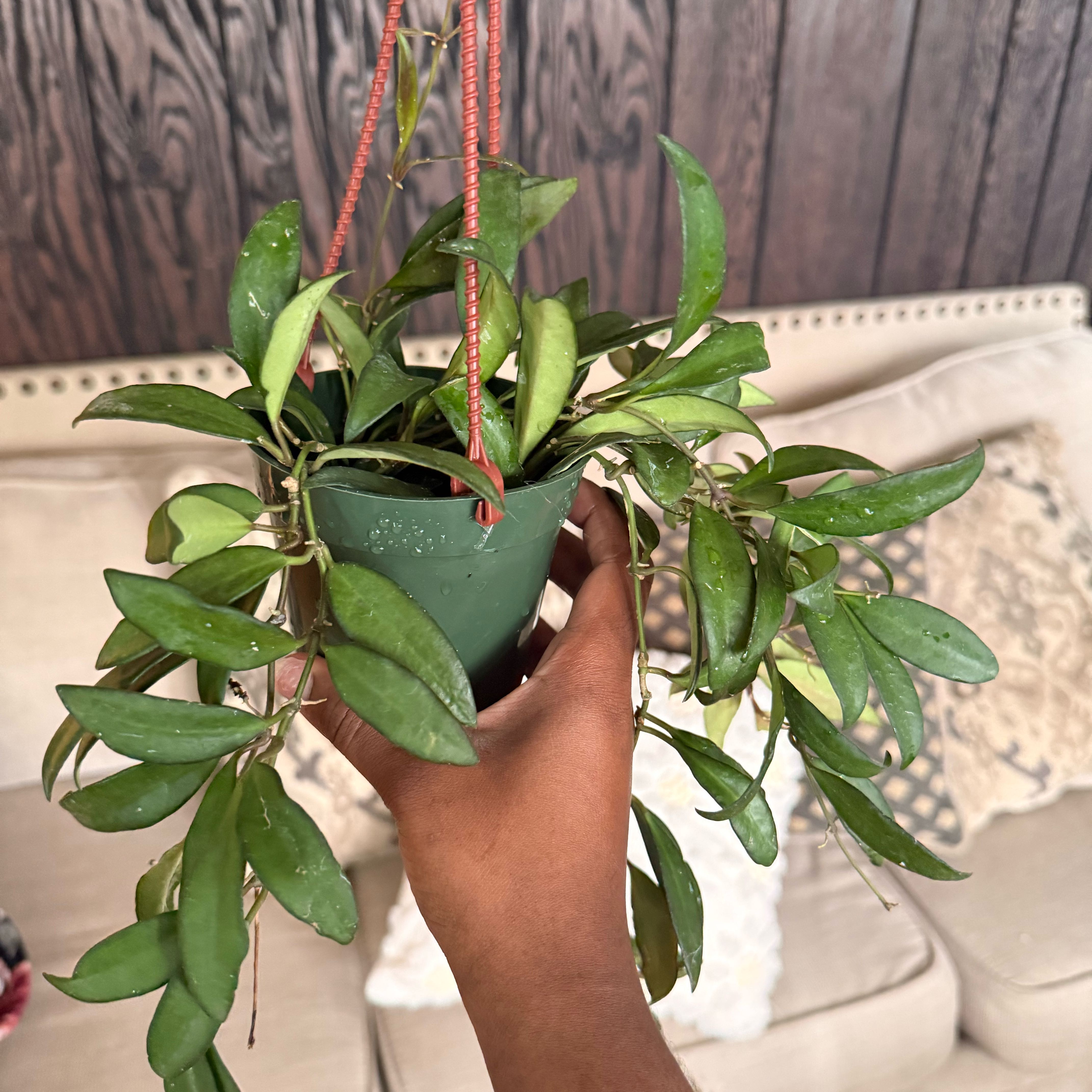 Photo of the plant species Hoya rosita 'Adrift' by @GodlyGreenbeans named Denali on Greg, the plant care app