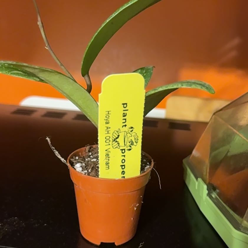 Photo of the plant species Hoya AH-074 by @GodlyGreenbeans named Hoya AH 001 Vietnam on Greg, the plant care app