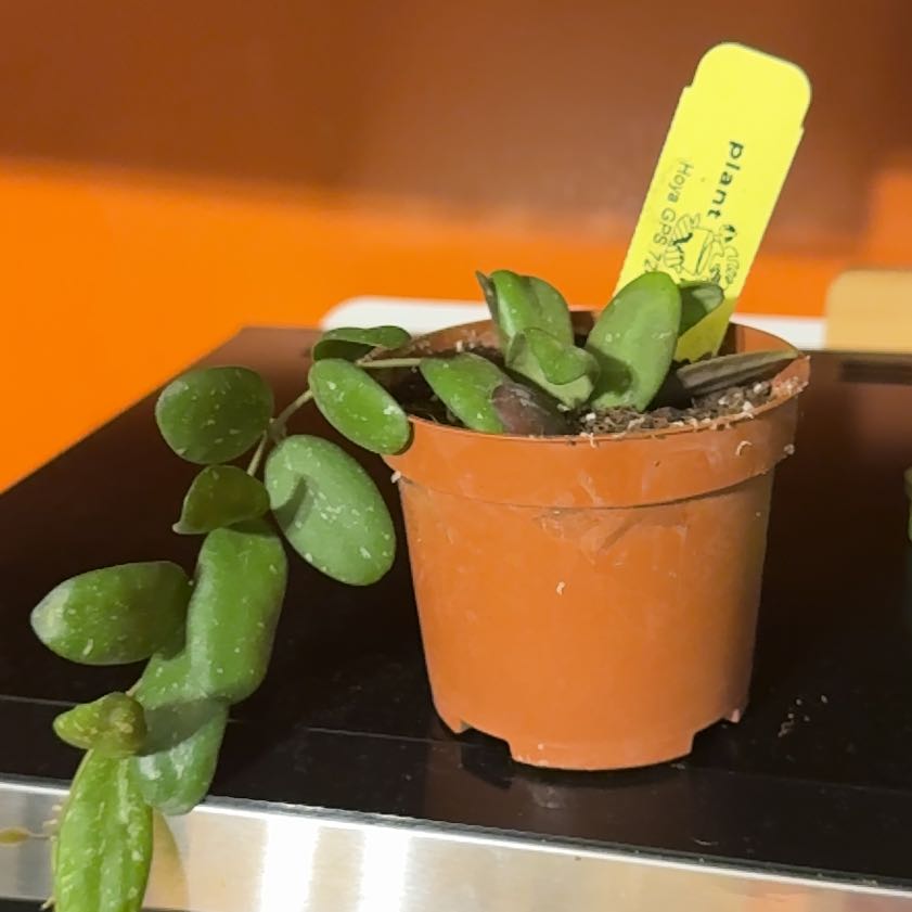 Photo of the plant species Hoya GPS 7240 by @GodlyGreenbeans named Xena on Greg, the plant care app