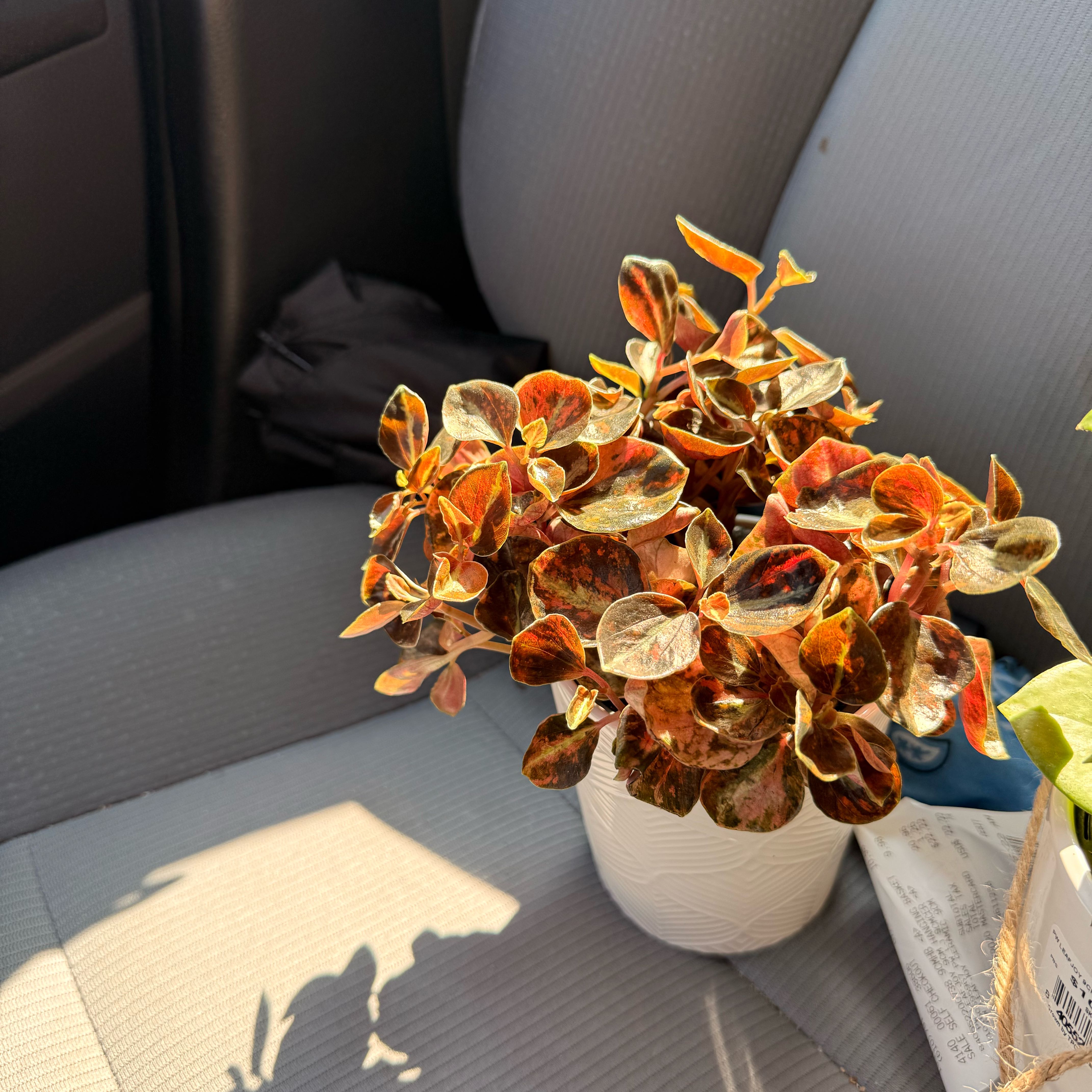 Photo of the plant species Peperomia caperata 'Creme Brulee' by @GodlyGreenbeans named Khaleesi on Greg, the plant care app