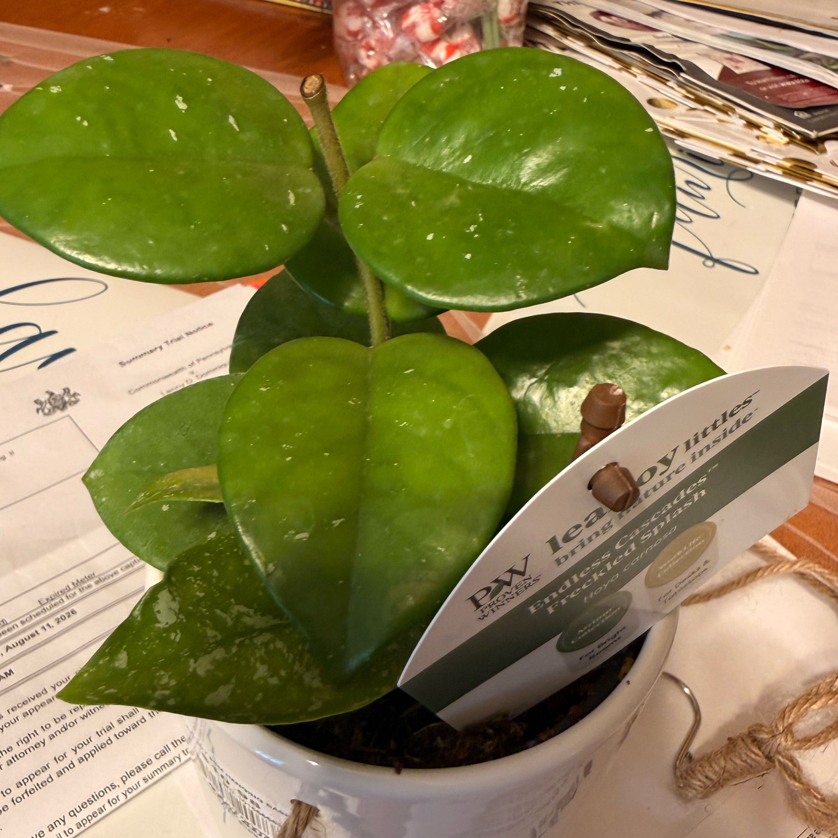 Photo of the plant species Speckled Hoya by @GodlyGreenbeans named Hamilton on Greg, the plant care app