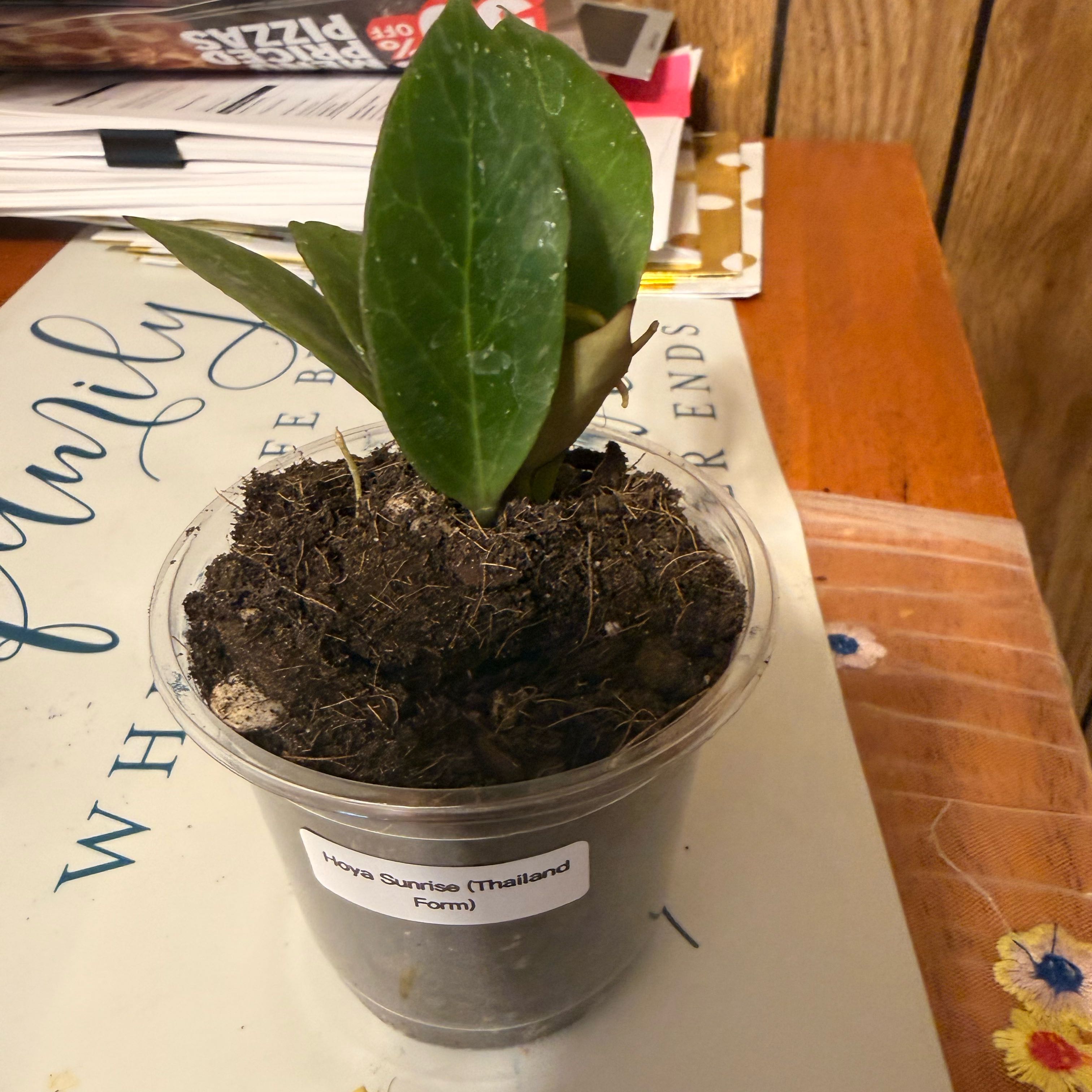 Photo of the plant species Hoya 'Sunrise' by @GodlyGreenbeans named Bruce Lee on Greg, the plant care app