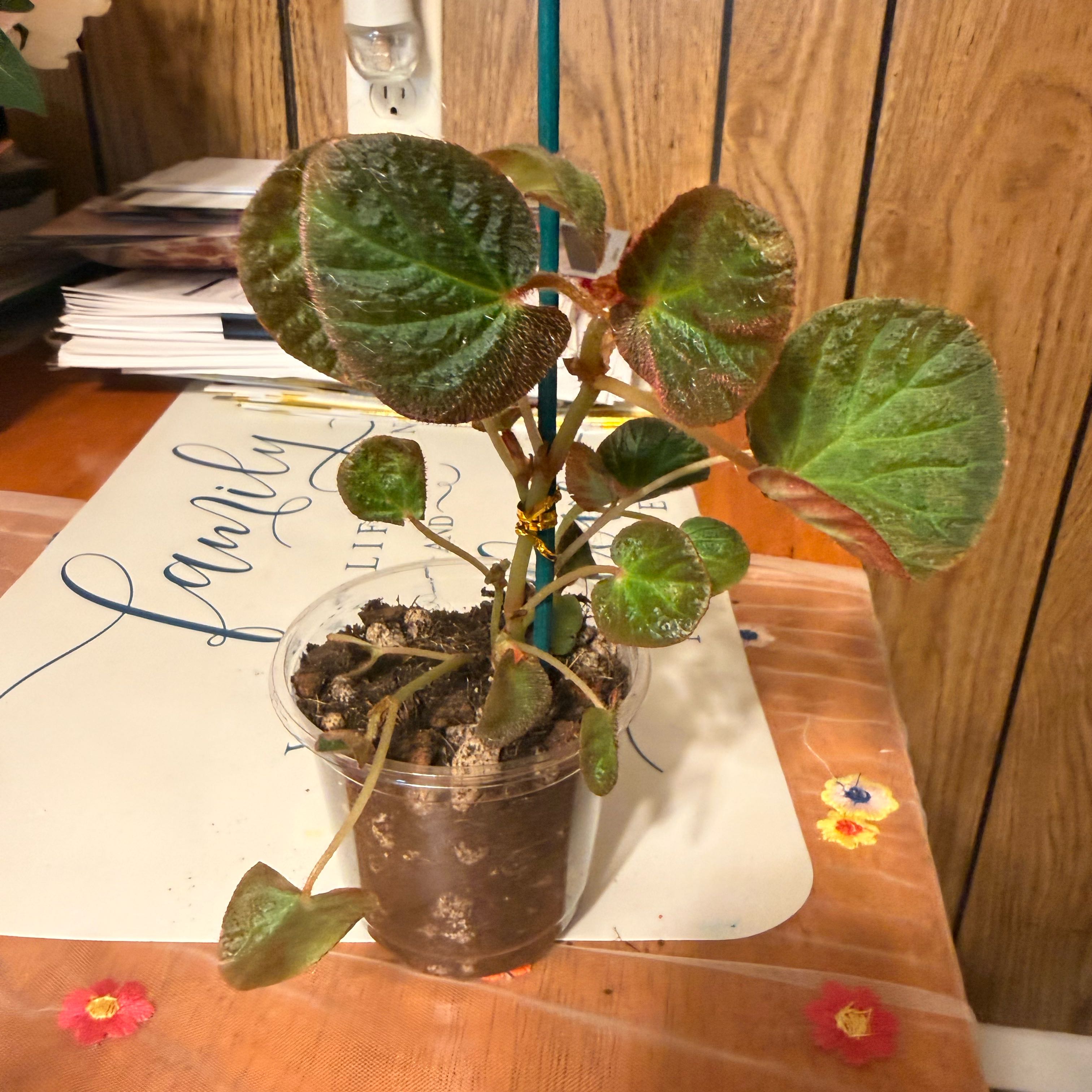 Photo of the plant species Begonia 'Manaus' by @GodlyGreenbeans named Darwin on Greg, the plant care app