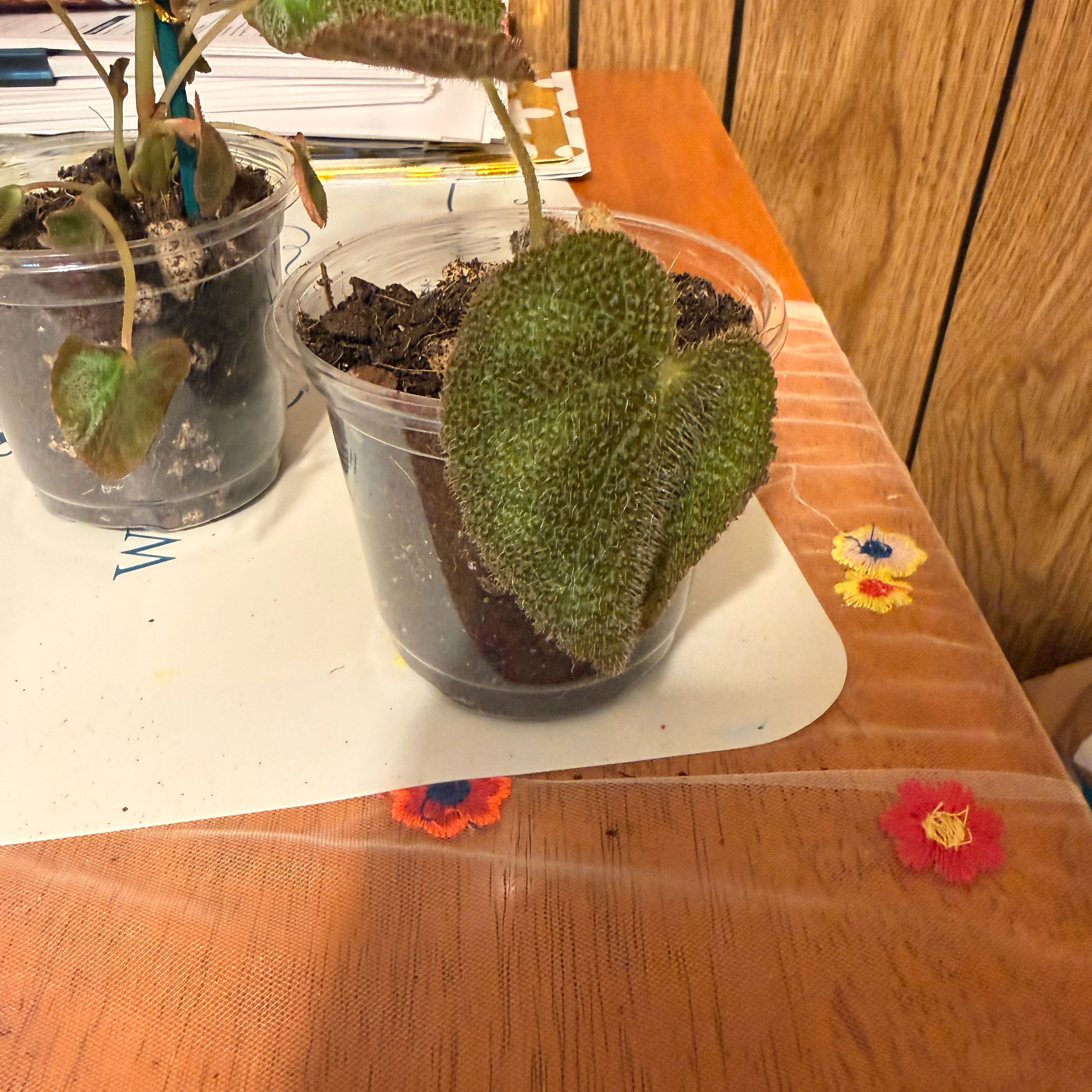 Photo of the plant species Iron Cross Begonia by @GodlyGreenbeans named Duke on Greg, the plant care app