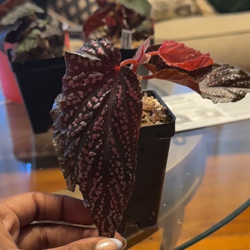 Photo of the plant species Cane Begonia by @GodlyGreenbeans named Benito on Greg, the plant care app