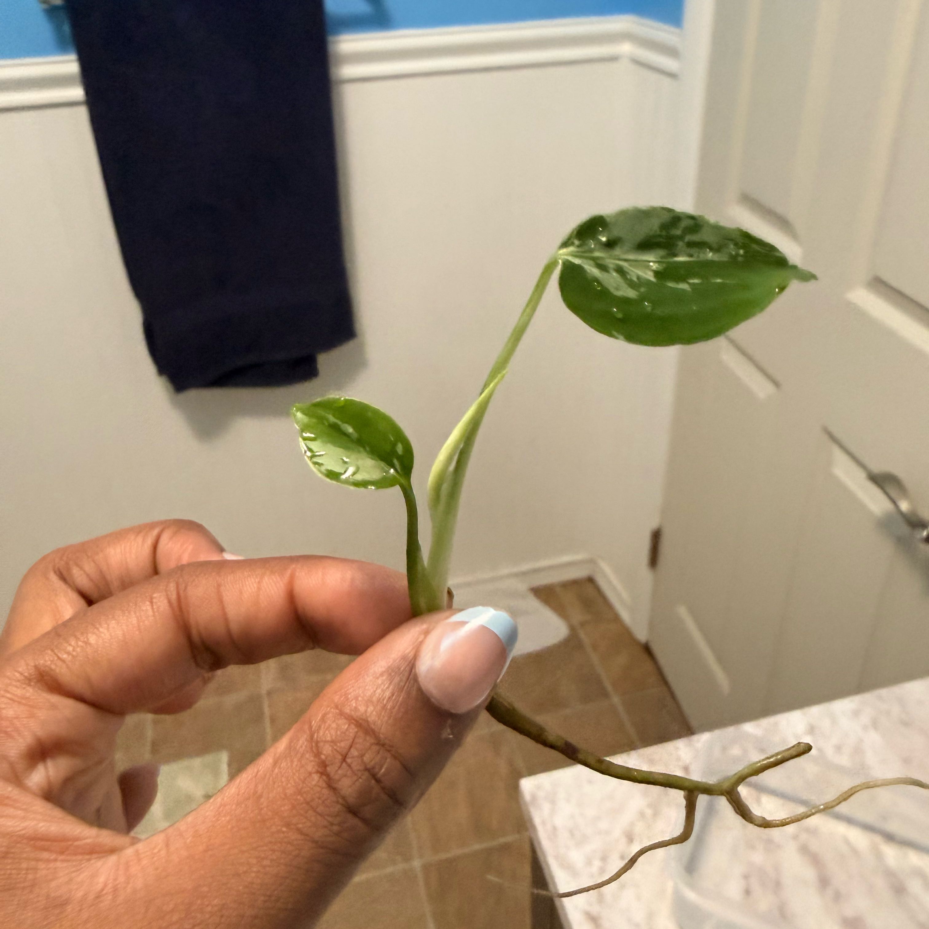 Photo of the plant species Monstera deliciosa 'Bulbosaur' by @GodlyGreenbeans named Mollie on Greg, the plant care app
