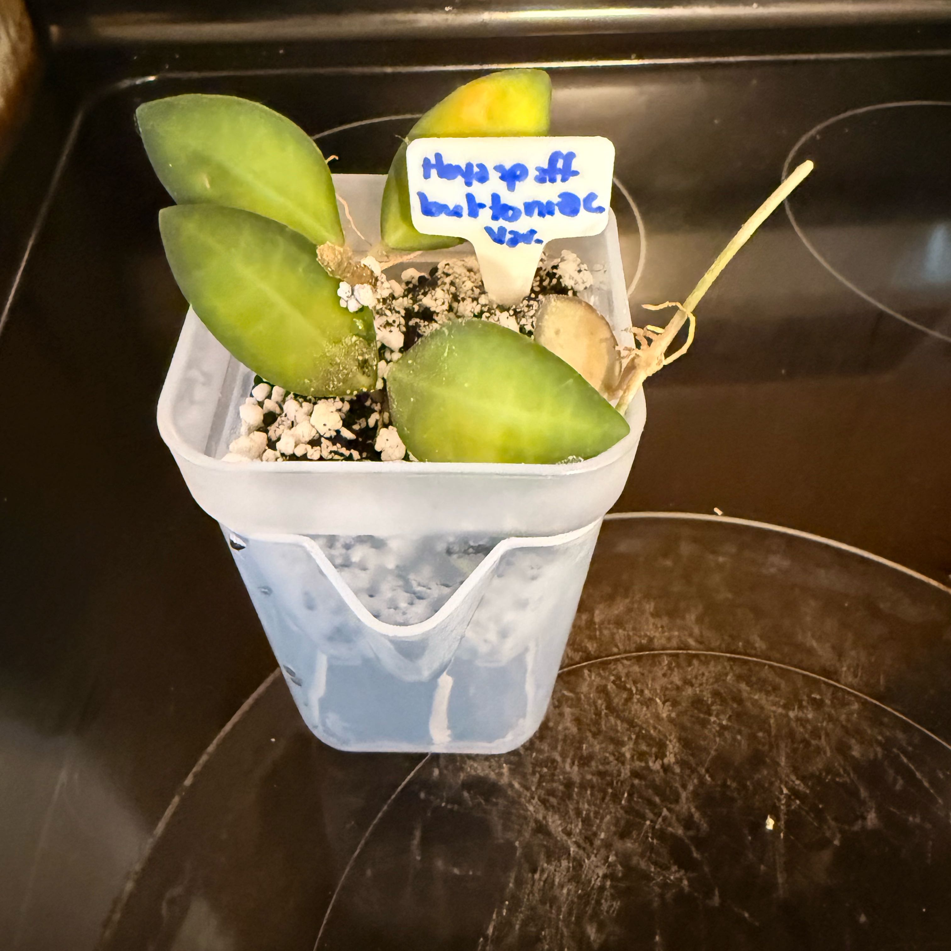 Photo of the plant species hoya burtoniae variegata by @GodlyGreenbeans named Sol on Greg, the plant care app