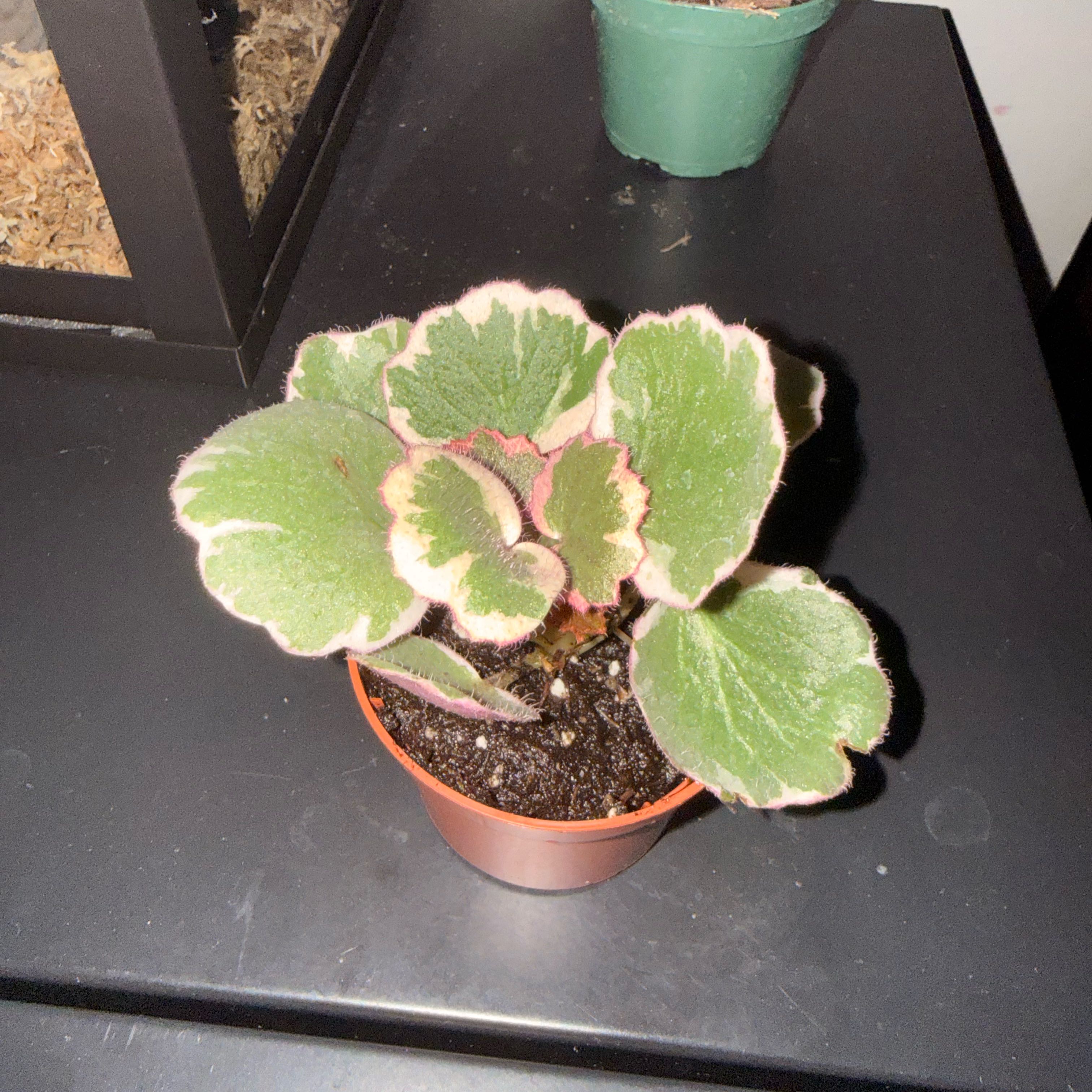 Photo of the plant species strawberry begonia varigated by @GodlyGreenbeans named Forrest on Greg, the plant care app