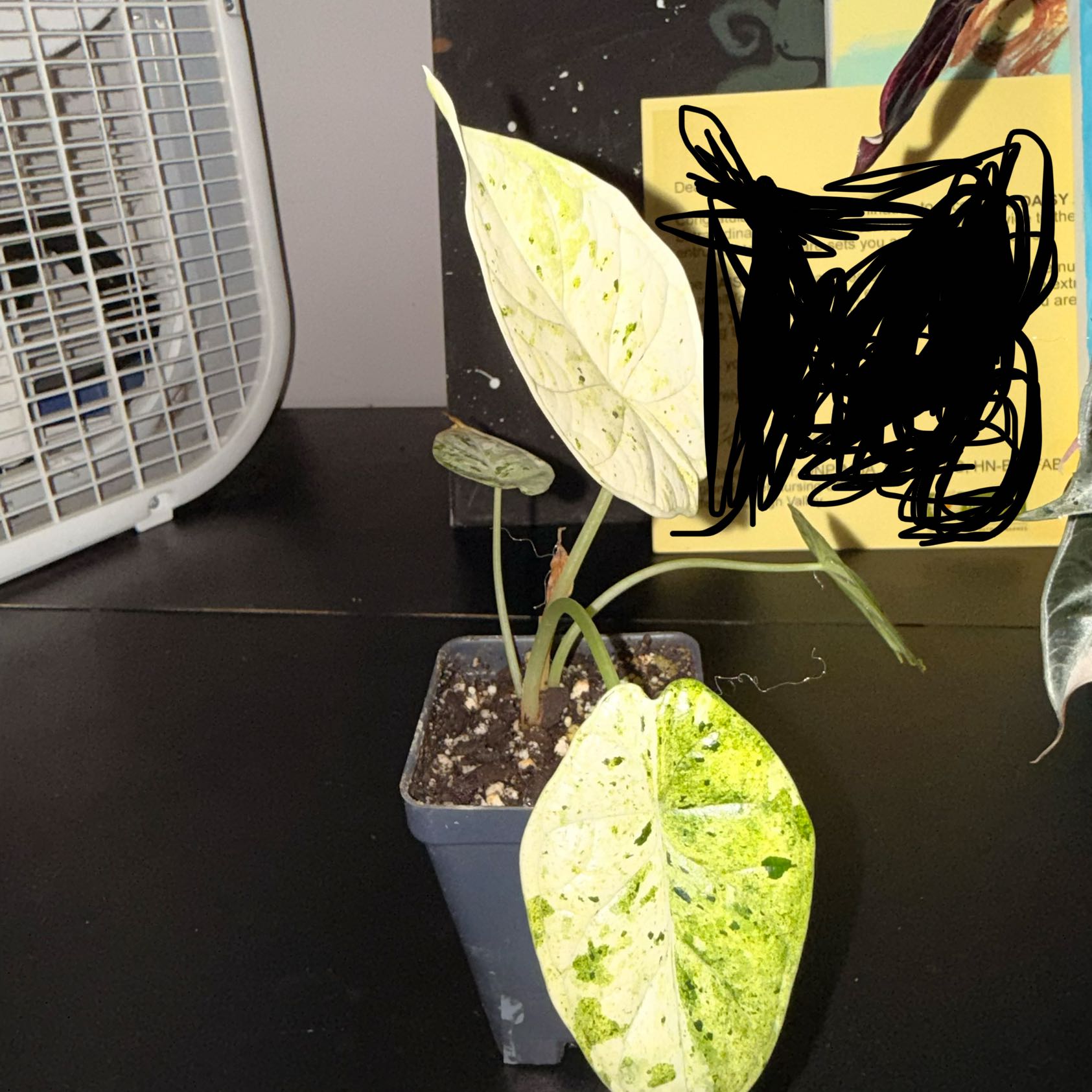 Photo of the plant species Alocasia Dragon Scale mint Verigated by @GodlyGreenbeans named Gates on Greg, the plant care app