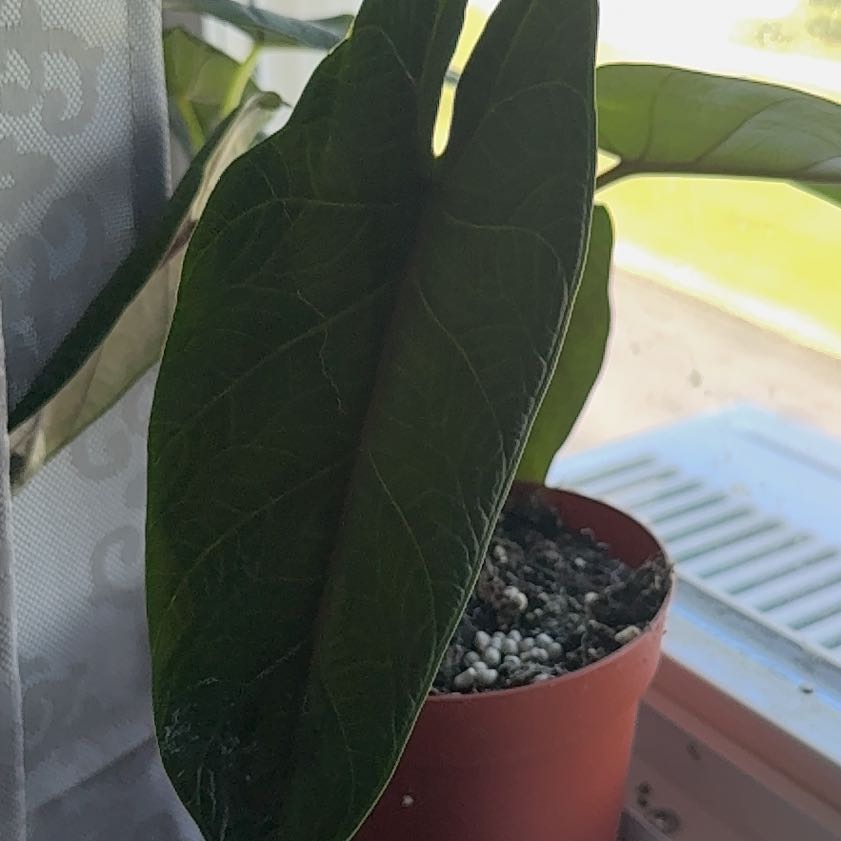 Photo of the plant species Alocasia Scalprum by @GodlyGreenbeans named Aristotle on Greg, the plant care app