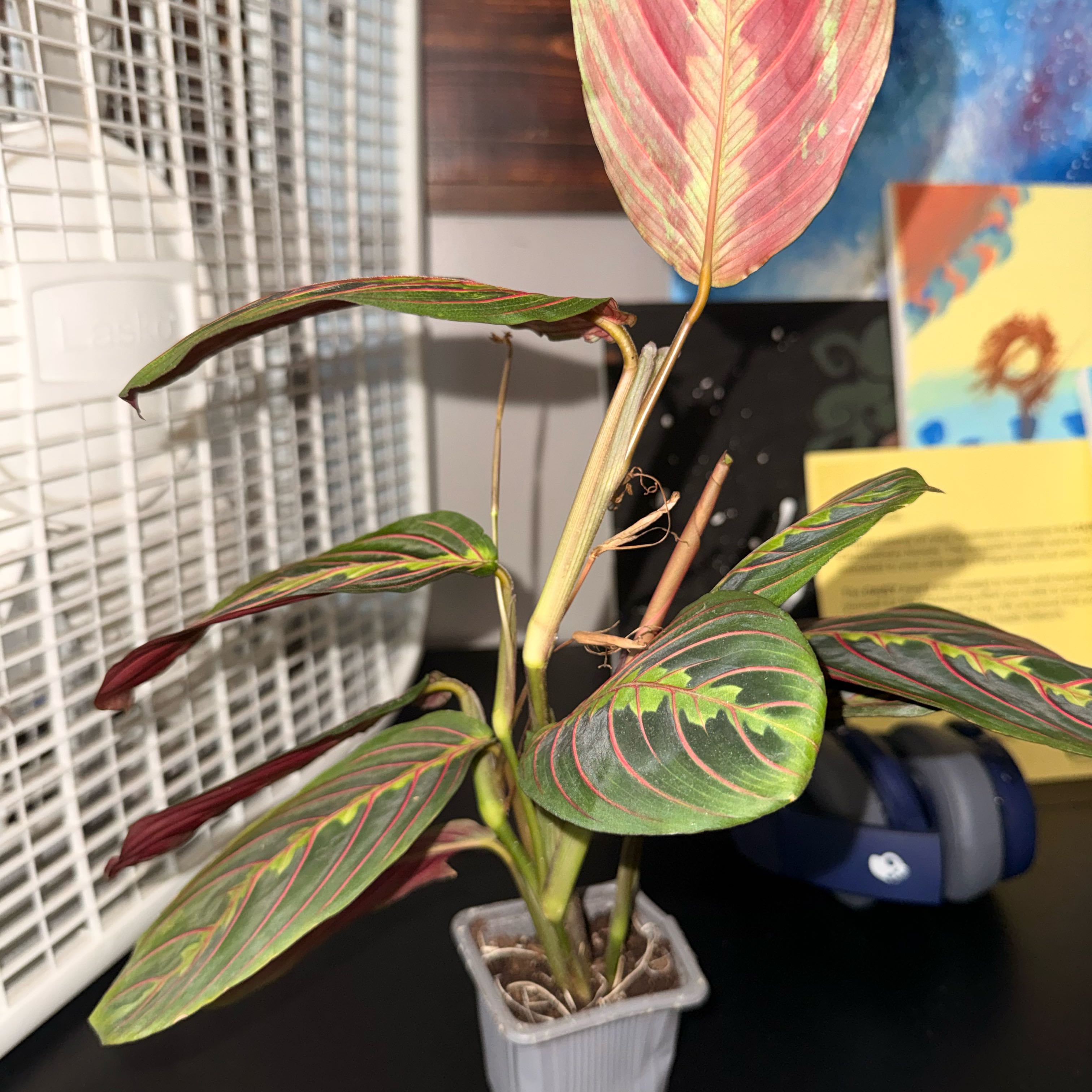 Photo of the plant species Prayer Plant by @GodlyGreenbeans named Wall-E on Greg, the plant care app