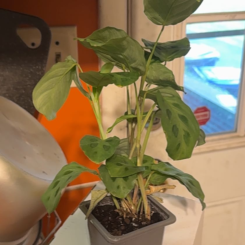 Photo of the plant species Prayer Plant 'Kim' by @GodlyGreenbeans named Bruce Lee on Greg, the plant care app