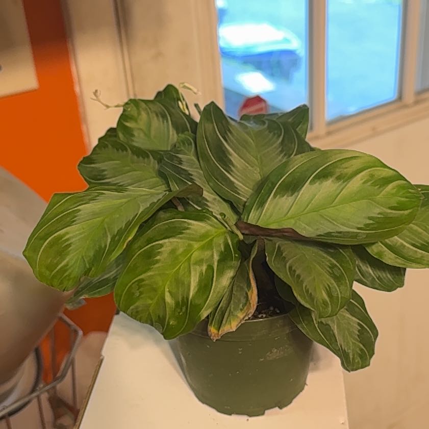 Photo of the plant species Maranta by @GodlyGreenbeans named Nithin on Greg, the plant care app