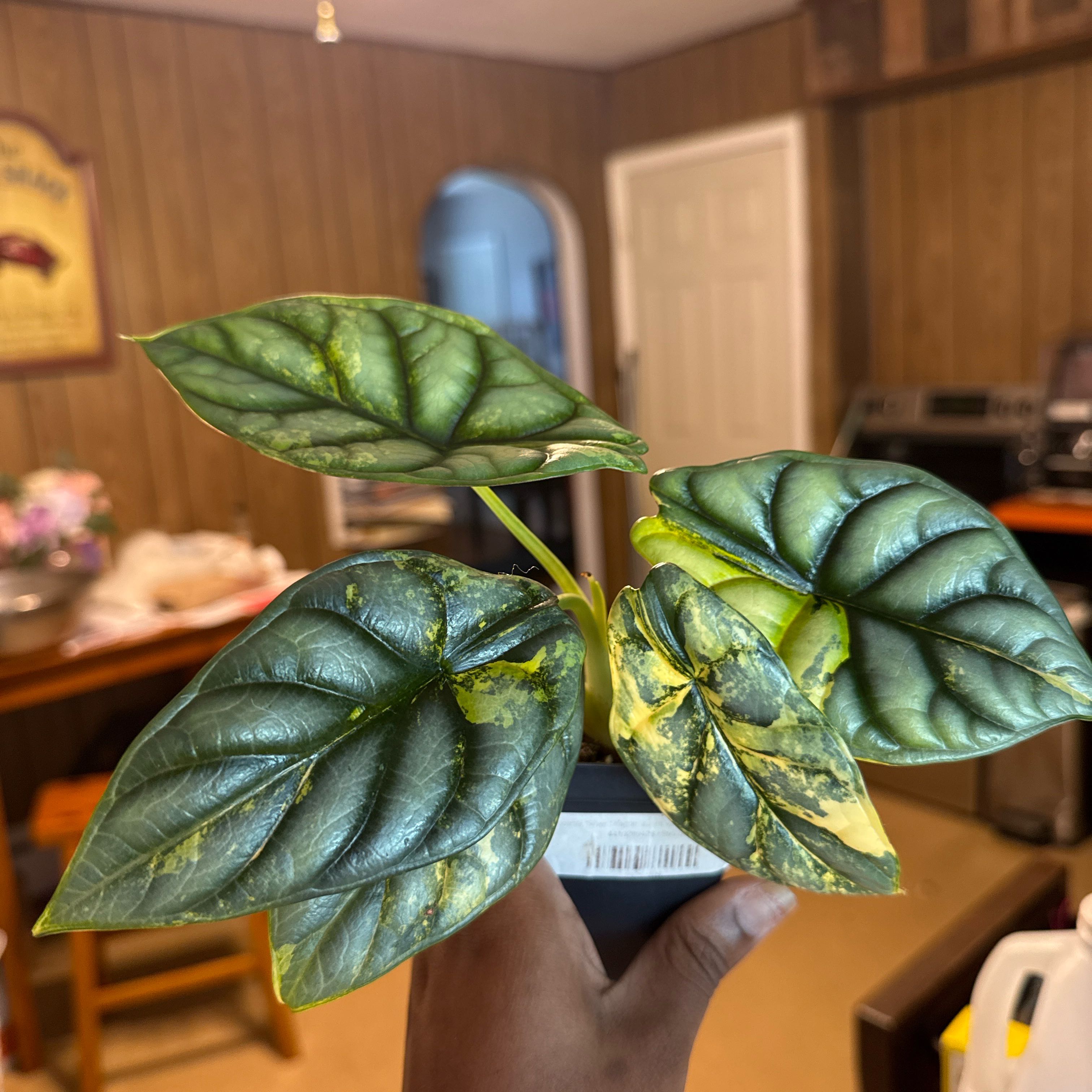 Photo of the plant species Alocasia Silver Dragon by @GodlyGreenbeans named Gobi on Greg, the plant care app