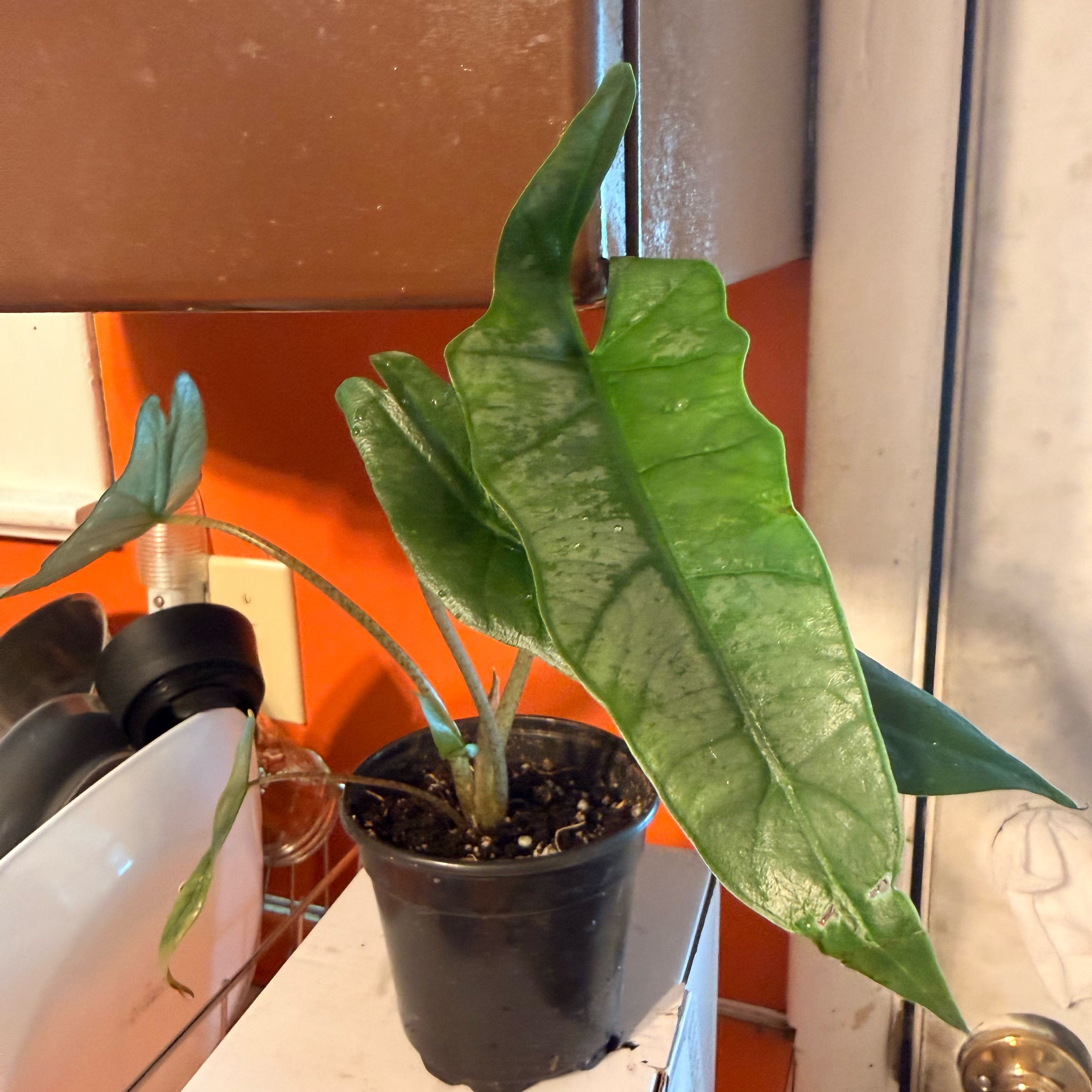 Photo of the plant species Alocasia dragons breath by @GodlyGreenbeans named Rosa on Greg, the plant care app
