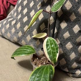 Photo of the plant species Hoya Latifolia by @GodlyGreenbeans named Coconut on Greg, the plant care app