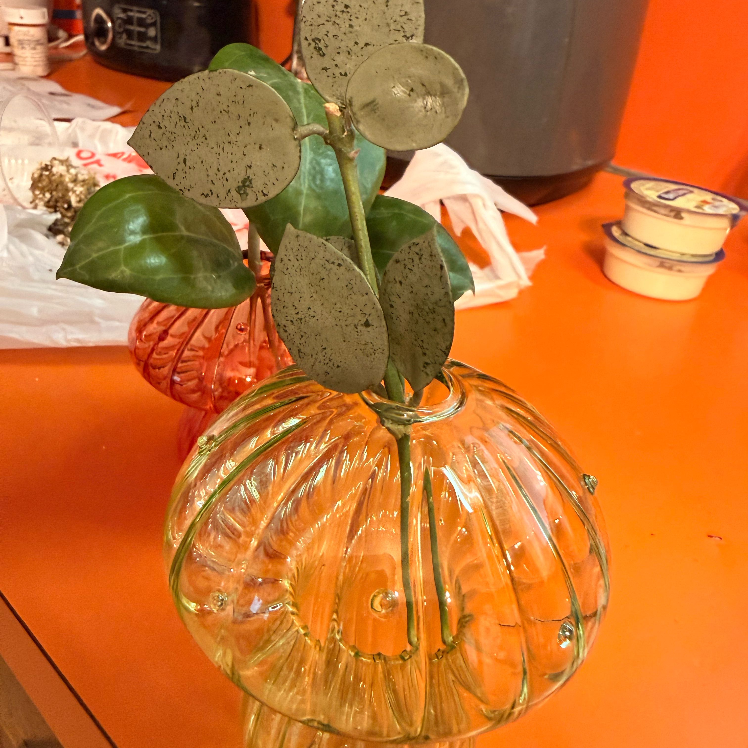 Photo of the plant species Hoya lacunosa ‘Mint’ by @GodlyGreenbeans named Sahara on Greg, the plant care app