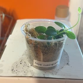 Photo of the plant species Bush Hoya by @GodlyGreenbeans named Naomi on Greg, the plant care app