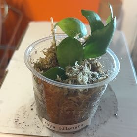 Photo of the plant species Hoya bilobata by @GodlyGreenbeans named Foxxy on Greg, the plant care app