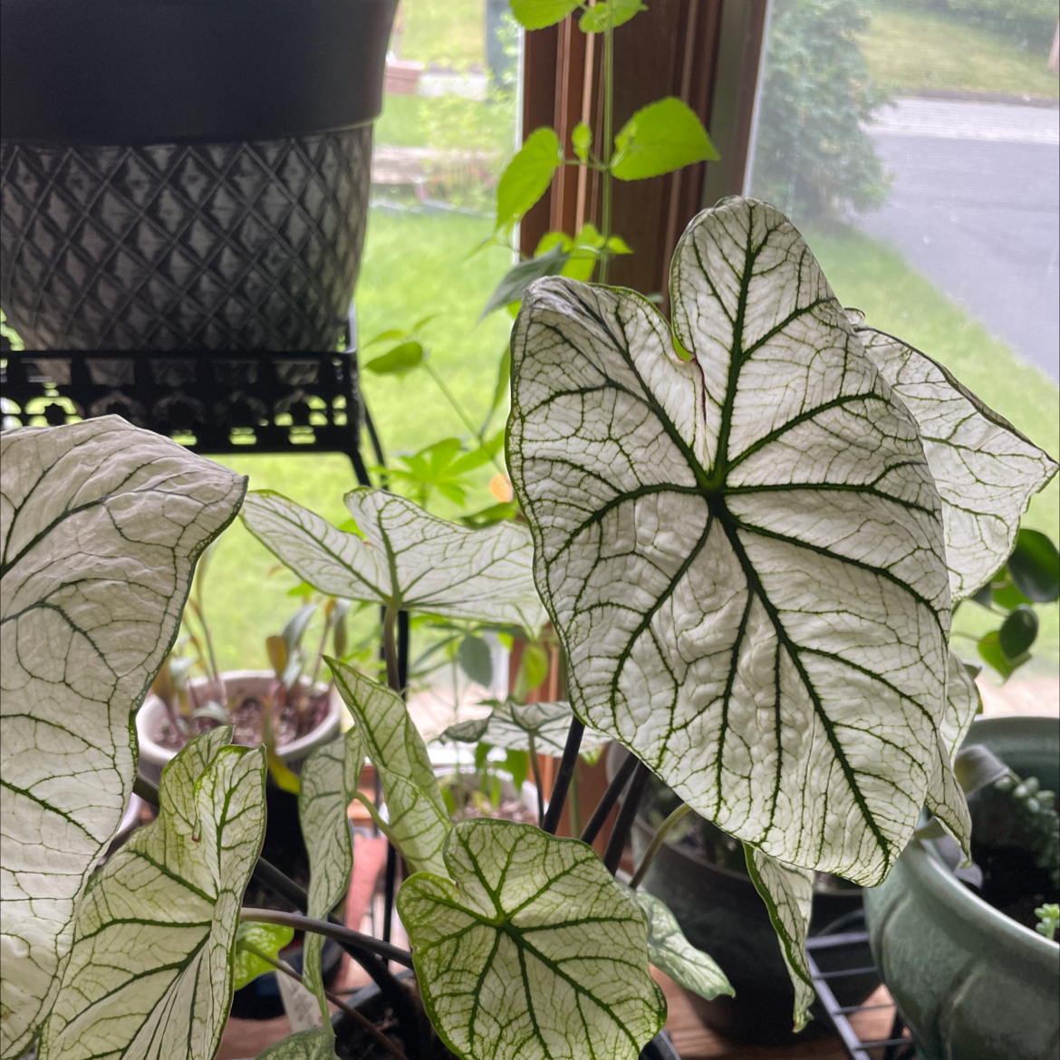 Photo of the plant species Florida Moonlight Caladium by Genevieve named Athena on Greg, the plant care app