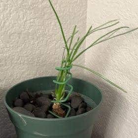 Photo of the plant species albuca by @SolidRedalder named Terra on Greg, the plant care app