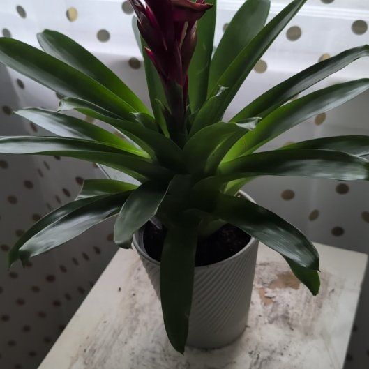 Photo of the plant species Red Bromeliad by @EmpalaWhispers named Ginger on Greg, the plant care app