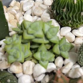 Photo of the plant species Crassula Rupestris by @YoungCorncob named Foxxy on Greg, the plant care app
