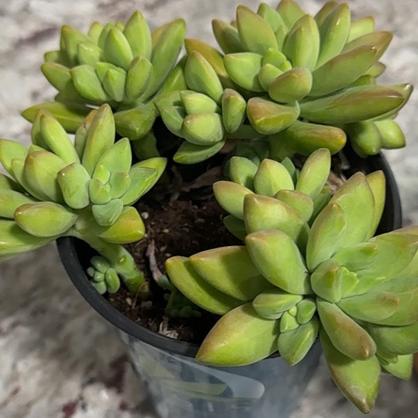 Photo of the plant species Sedum adolphi 'Guacamole' by @YoungCorncob named Nemo on Greg, the plant care app