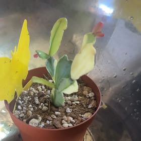 Photo of the plant species Variegated Christmas Cactus by @faithisbrown named Aria on Greg, the plant care app