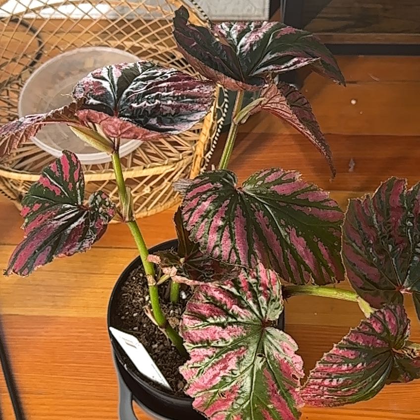 Photo of the plant species Exotica Begonia by @faithisbrown named Sonora on Greg, the plant care app