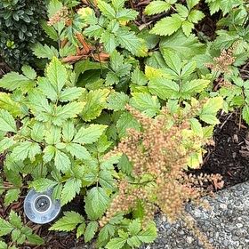 Photo of the plant species Buck's-Beard by @jdpcdn named Nithin on Greg, the plant care app