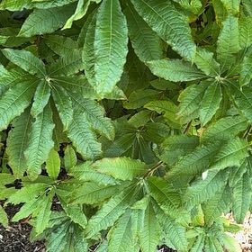 Photo of the plant species Western Azalea by @jdpcdn named Coco on Greg, the plant care app