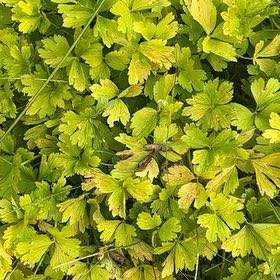 Photo of the plant species Creeping Buttercup by @jdpcdn named Rihanna on Greg, the plant care app