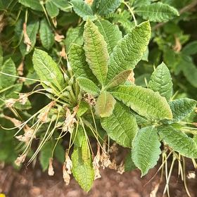 Photo of the plant species Western Azalea by @jdpcdn named Winston on Greg, the plant care app