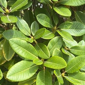 Photo of the plant species Burans by @jdpcdn named Shakira on Greg, the plant care app