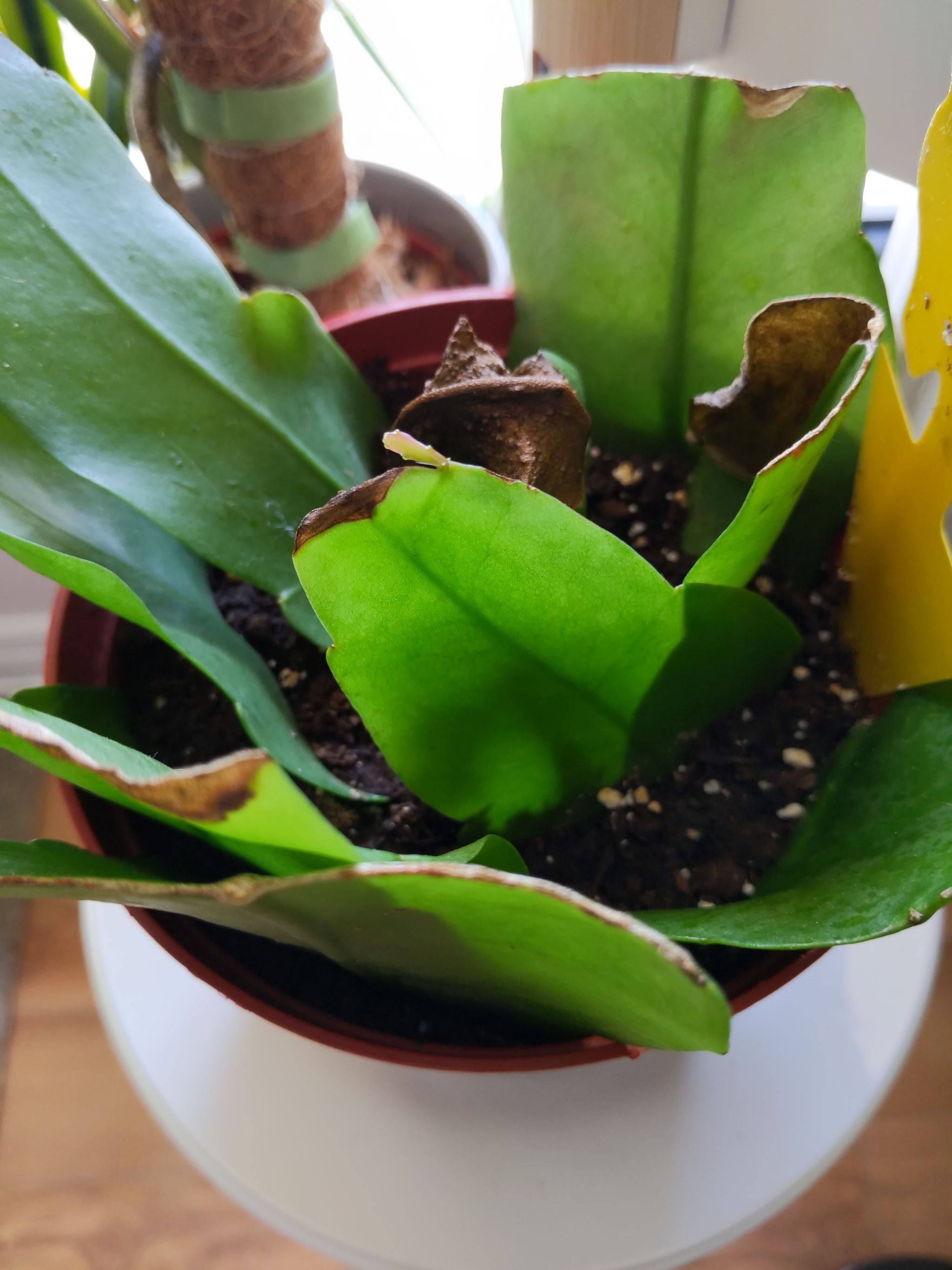 What It Means When Your Epiphyllum oxypetalum Wilts