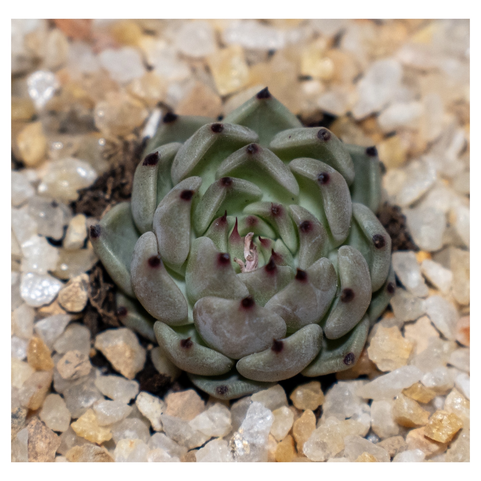 Photo of the plant species Echeveria 'Michella' by @Macstracks named Stella on Greg, the plant care app