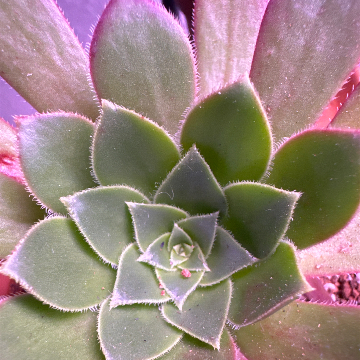 Photo of the plant species Phoenix Flame Aeonium by @Macstracks named Gates on Greg, the plant care app