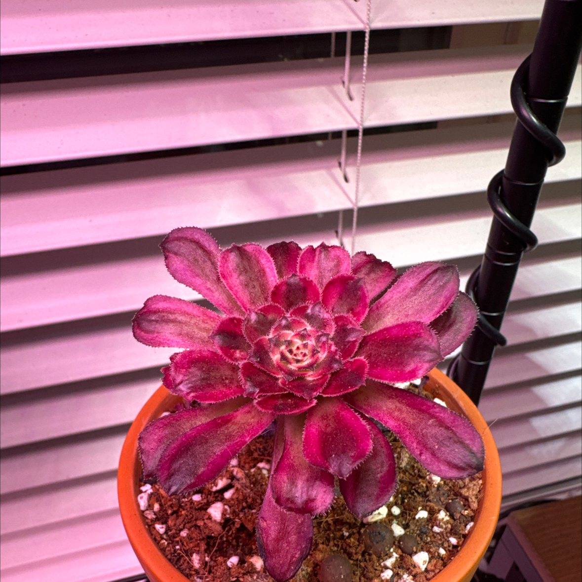 Photo of the plant species Aeonium 'Mardi Gras™' by @Macstracks named Sonora on Greg, the plant care app