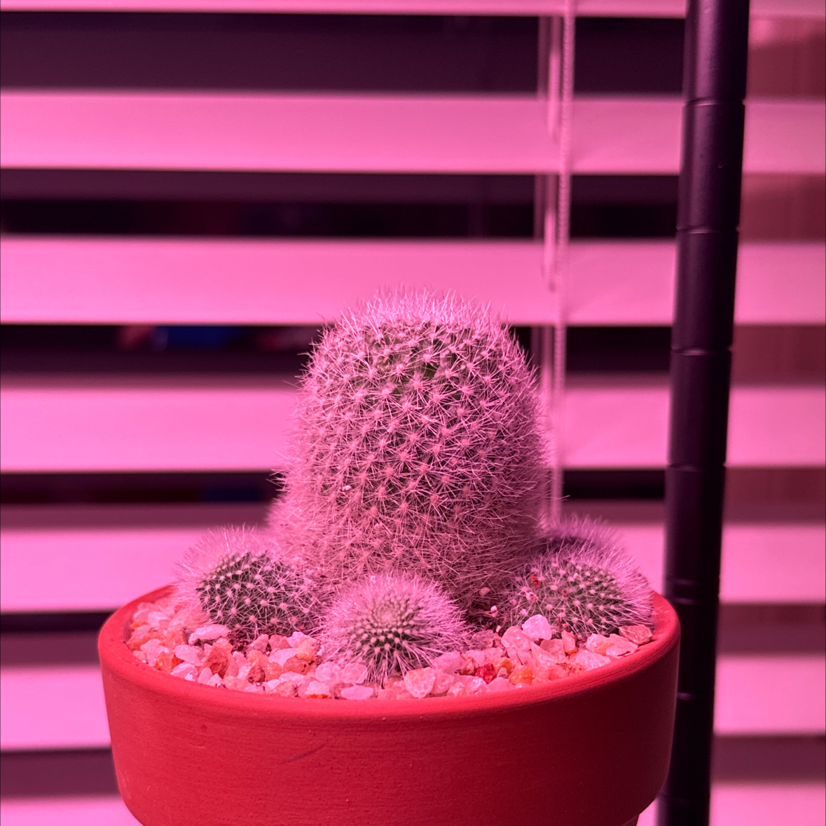Photo of the plant species Blooming Cactus by @Macstracks named Shakira on Greg, the plant care app