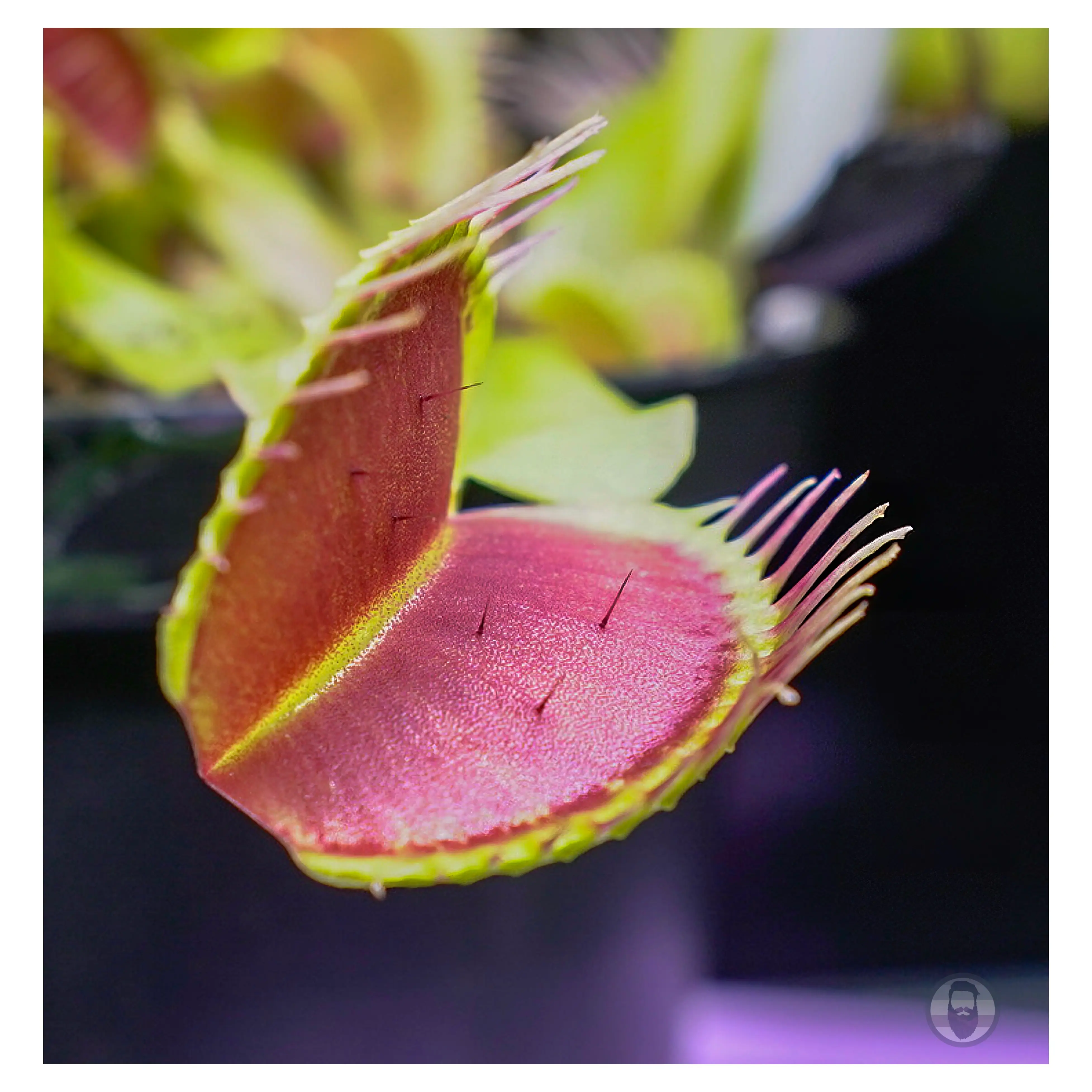 Photo of the plant species Dionaea muscipula 'B-52' by @Macstracks named Modulga on Greg, the plant care app