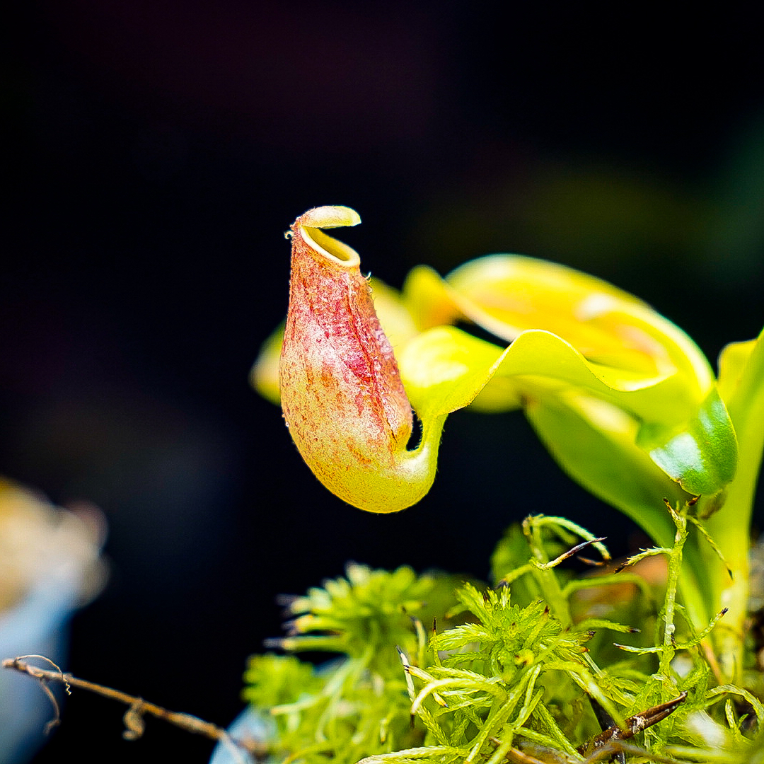 Photo of the plant species Tropical Pitcher Plant by @Macstracks named Red Ruby on Greg, the plant care app