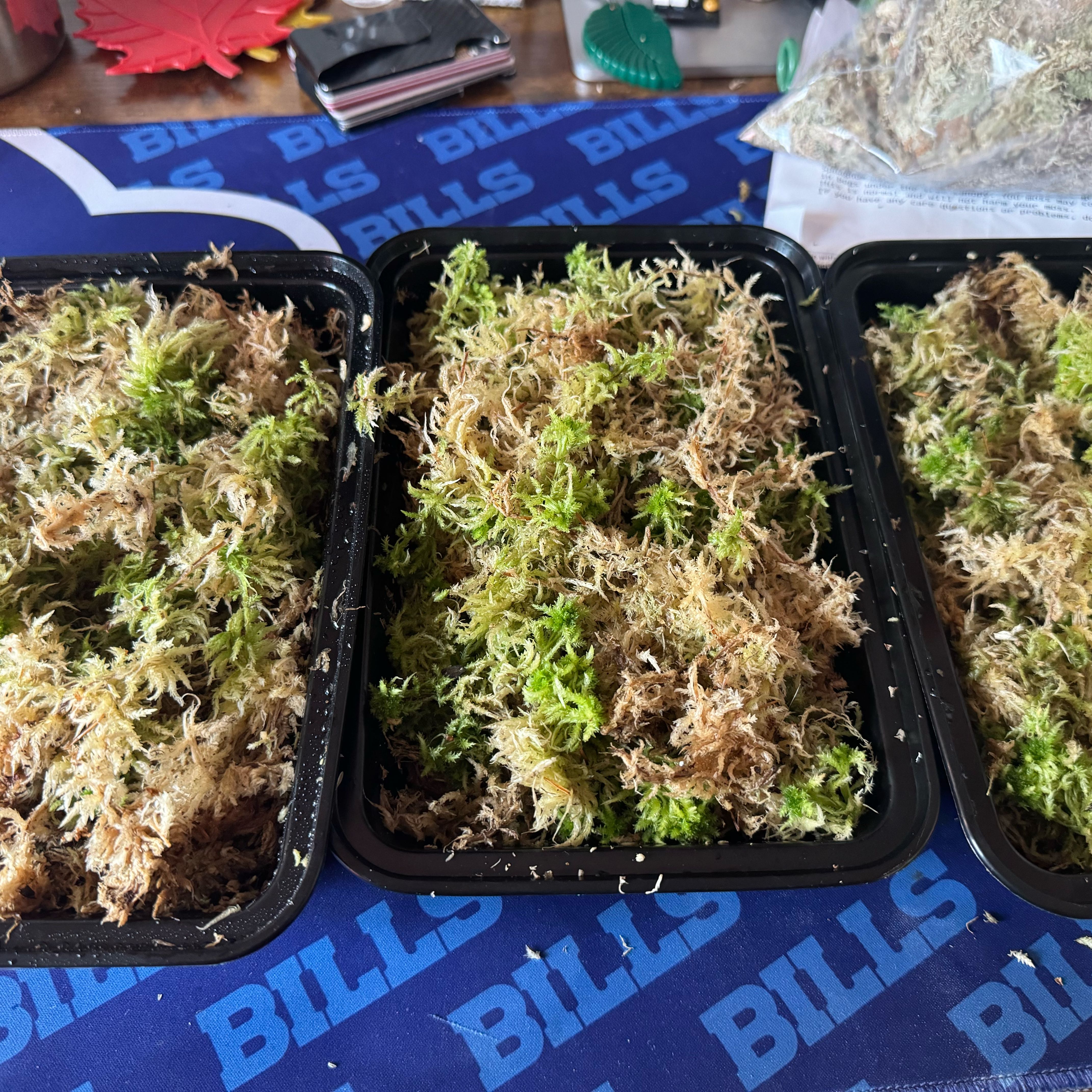 Photo of the plant species Sphagnum Moss by @Macstracks named Pax on Greg, the plant care app