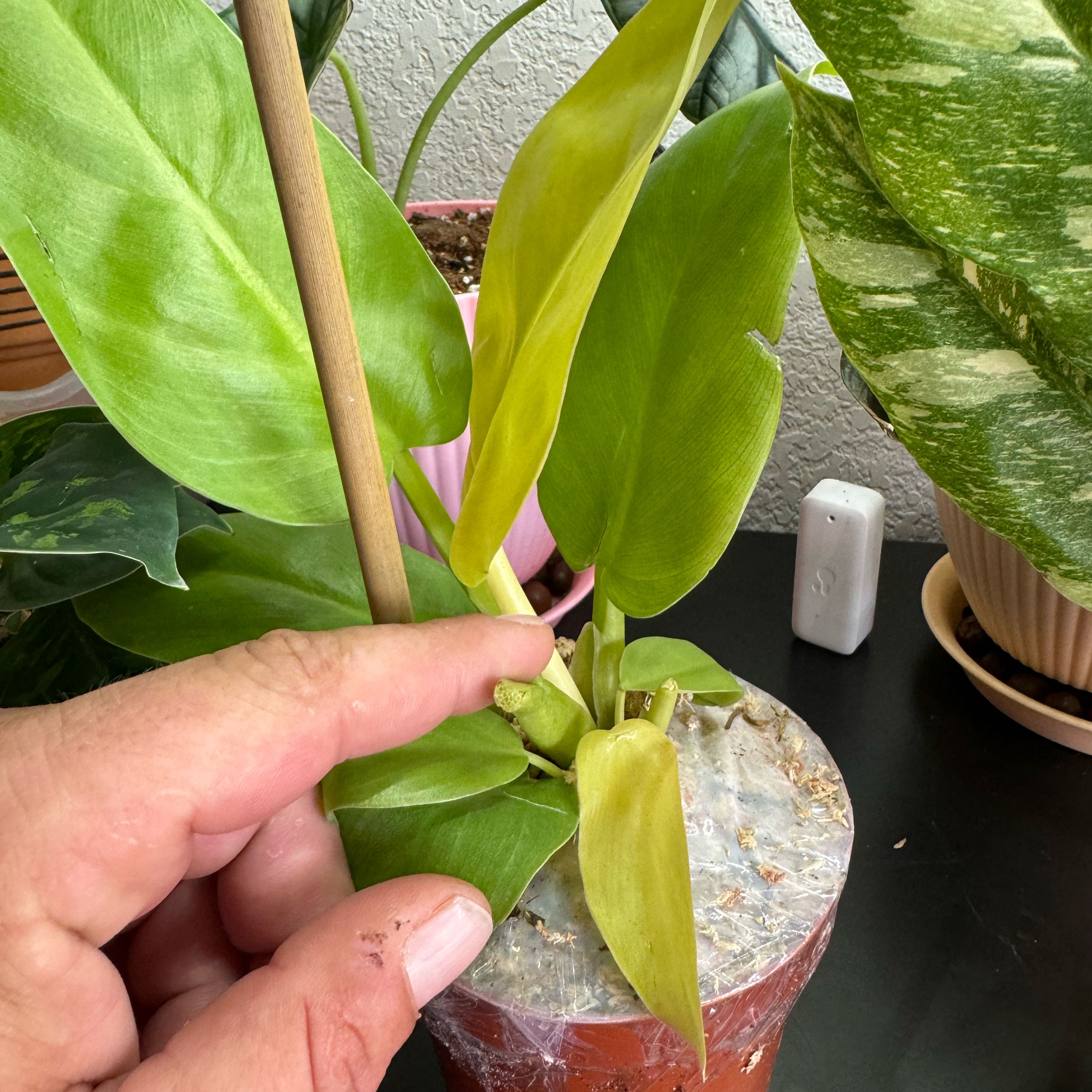 Photo of the plant species Philodendron 'Golden Princess' by @Macstracks named Needs a Name on Greg, the plant care app