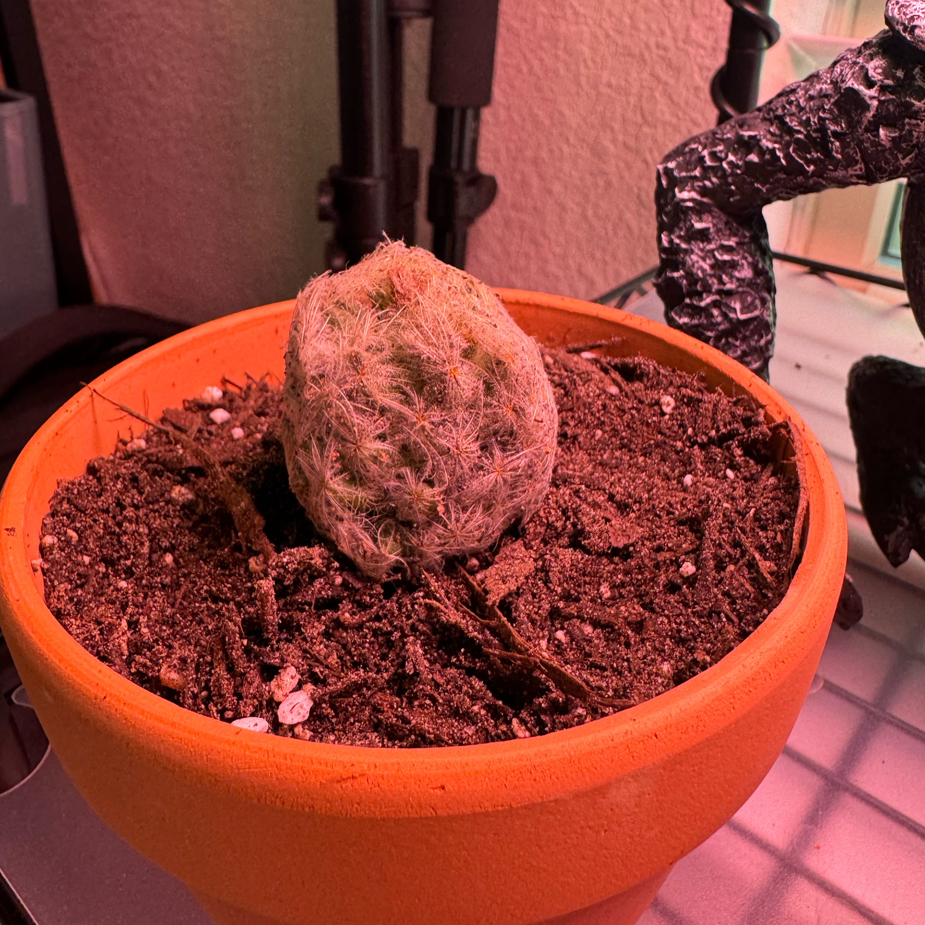 Feather Cactus in a terracotta pot with visible soil.