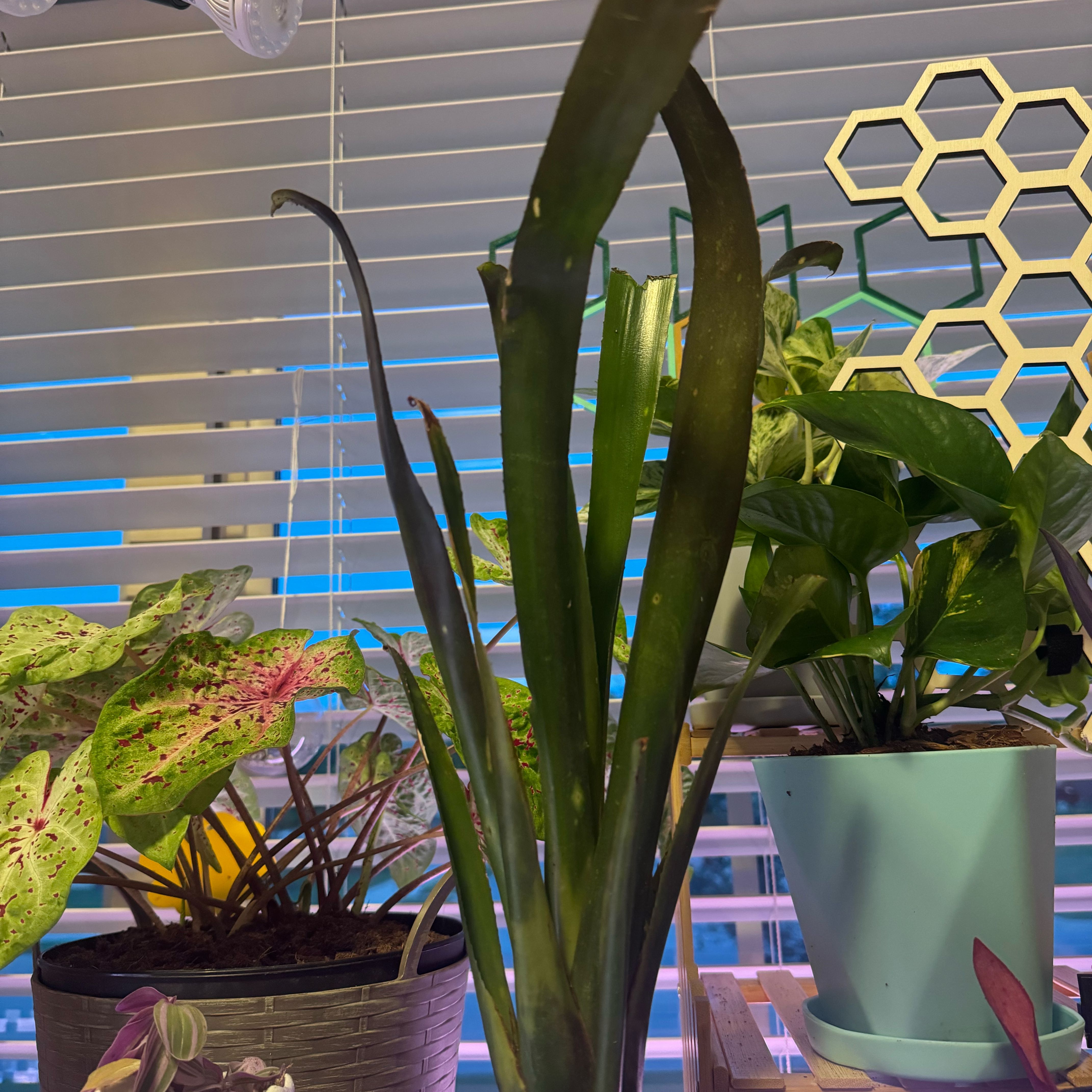 Photo of the plant species Billbergia 'Hallelujah' by @Macstracks named Need a name on Greg, the plant care app