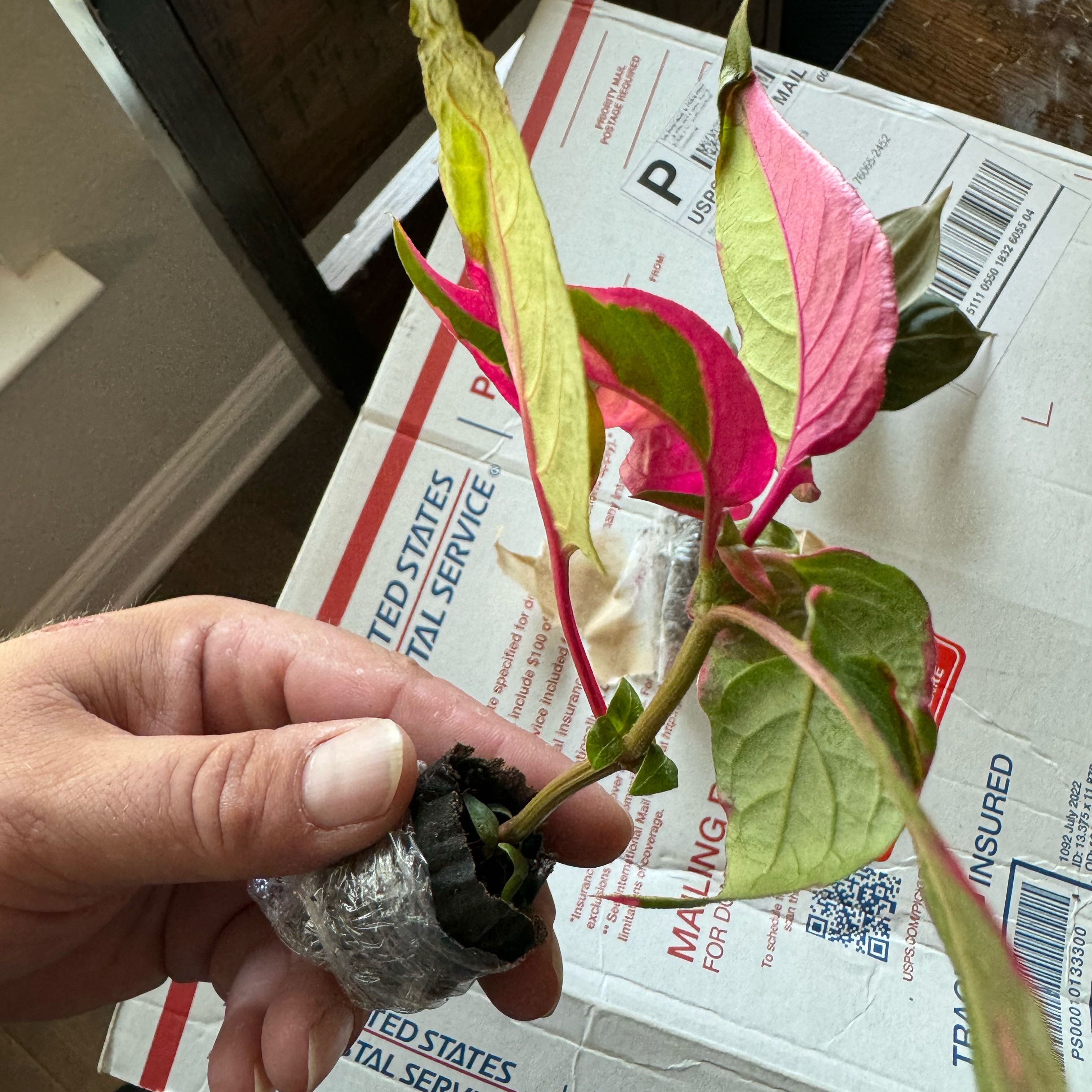 Photo of the plant species Party Time by @Macstracks named Apollo on Greg, the plant care app