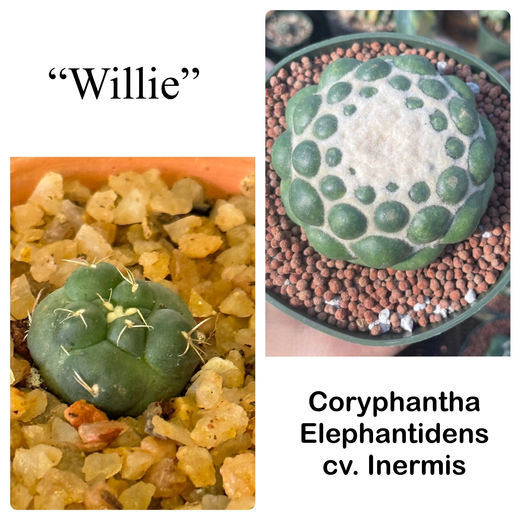 Photo of the plant species Coryphantha Elephantidens cv. Inermis by @Macstracks named Willie on Greg, the plant care app